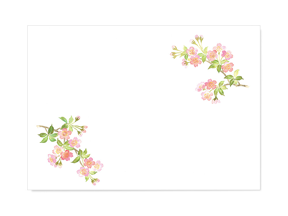 お品書き用紙 花だより 桜 お品書き用紙 花だより ネットストア 京の老舗御用達の折箱 京朱雀道具町 勝藤屋