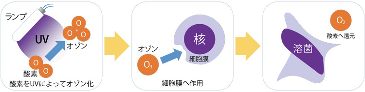 オゾンによる除菌効果